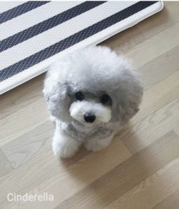 Pudoru Teddy Poodle (10)