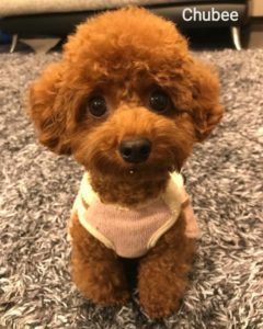 Pudoru Teddy Poodle (12)