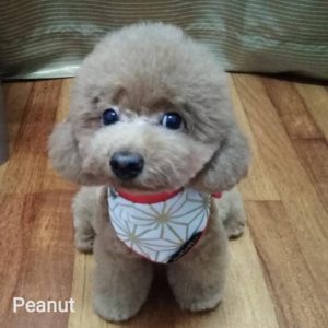 Pudoru Teddy Poodle (13)