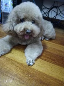 Pudoru Teddy Poodle (14)