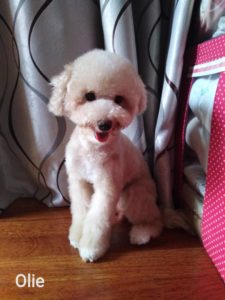 Pudoru Teddy Poodle (9)