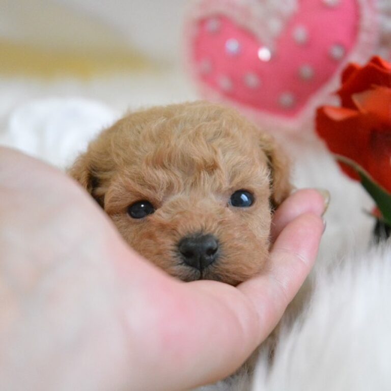 Available Puppies PuDoRu Teddy Poodle